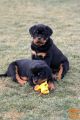 Rottweiler mladiči-REZERVACIJA