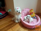 Two Maltese tea puppies need a new family