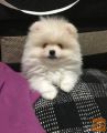 POMERANIAN PUPPY FOR SALE