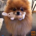 POMERANIAN PUPPY FOR ADOPTION