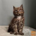 FERRARY - čistokrvni Maine Coon POLYDAKTIL!