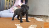 CANE CORSO MLADICKI 30.04.2021-REZERVACIJE
