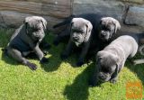 Kužki Cane Corso ** pripravljeni **