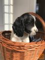 Cockapoo mladički