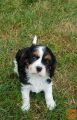 Puppies Cavalier King Charles.