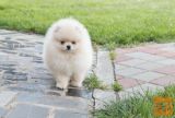 The beautiful Pomeranian is looking for a new home