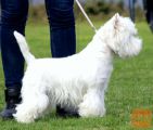 West Highland White Terrier - WESTIE