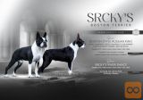 Boston terrier kennel