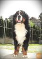 Bernese mountain dog