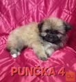 shiranian (shihtzu,pomeranec)