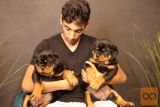 Rottweiler Puppies Available for sale