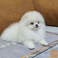 Teacup Pomeranian Puppies for sale