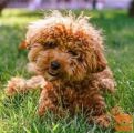 Maltipoo i Toy pudle