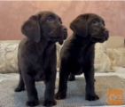 Čokoladni i crni štenci Labrador Retrievera