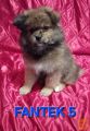 shiranian (shihtzu,pomeranec)