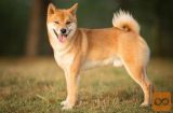 Akita inu i Shiba Inu