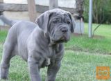 Bobtejl i Napuljski mastiff