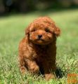 Maltipoo i Toy pudle