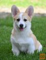 Velski korgi/Welsh Corgi Pembroke