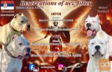 Rezervacija štenaca Dogo Argentino