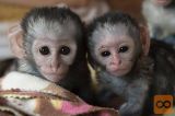 Home-bred capuchin monkeys