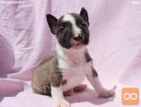Mini Bull terijer štenci