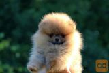 Pomeranac BOO medvedići, Pomeranski Špic štenci