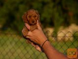Toy i mini pudle