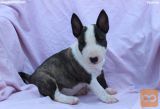 Mini Bull Terijer prelepi štenci
