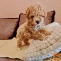 Maltipoo prelepi stenci 
