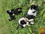 Border collie / avstralski ovčar