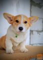 Velški korgi/Welsh Corgi Pembroke