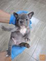 Egzoticni francuski buldog